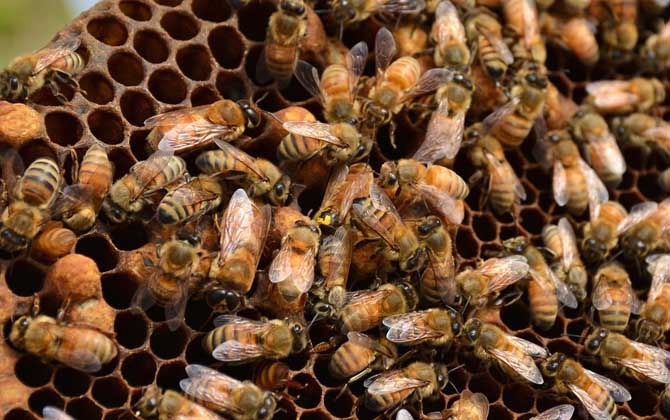 蜂王藏在蜂群什么位置? 蜂王