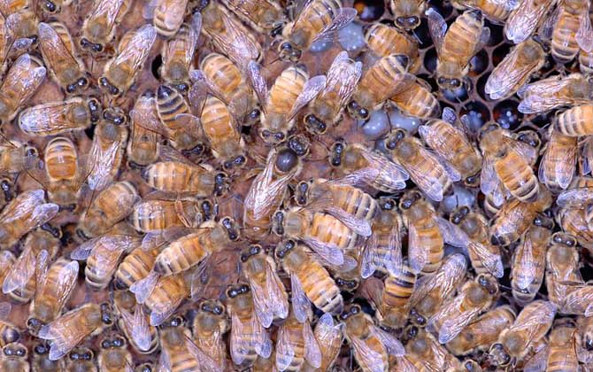 蜂王、工蜂、雄蜂的區(qū)別 蜂王