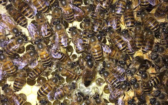 新蜂王和老蜂王怎么識別? 蜂王