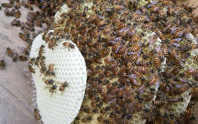 急造王臺的幼蟲哪來的? 急造王臺