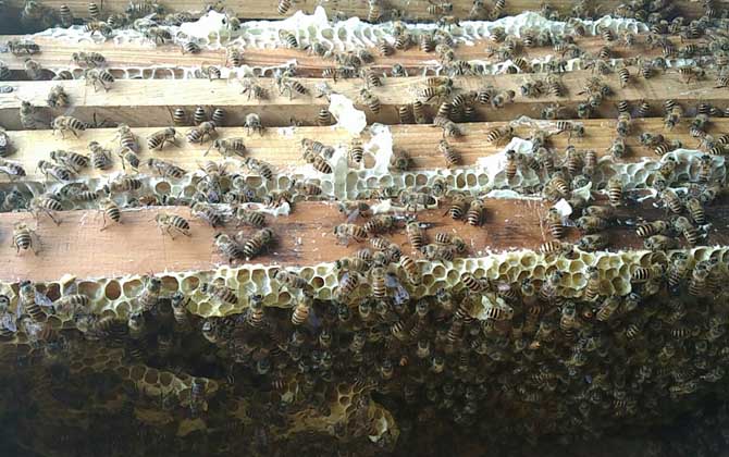 最新蜂王價格多少錢一只? 蜂王