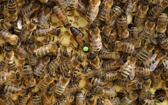 最安全的介入蜂王方法 蜂王