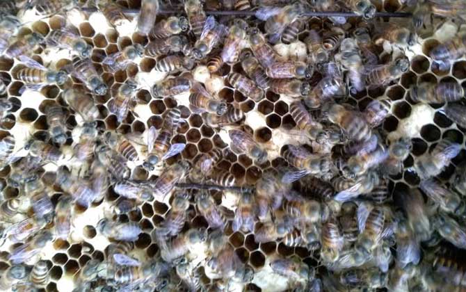蜂群沒有蜂王會怎么樣? 蜂王