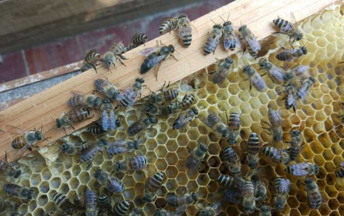 新蜂王沒有雄蜂怎么辦? 蜂王