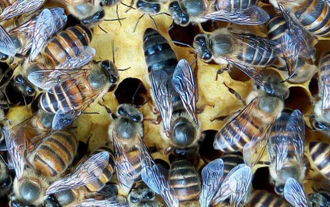 沒有蜂王怎么養好蜜蜂? 蜂王