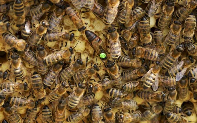 蜂王死了蜂群怎么辦? 蜂王