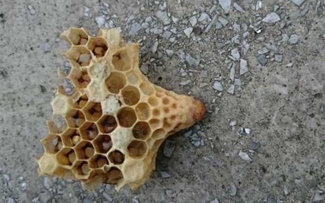 工蜂產的王臺是蜂王嗎? 王臺