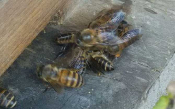 怎么知道蜂箱里有蜂王? 蜂王