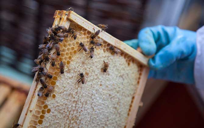 急造王臺會發(fā)生分蜂嗎? 急造王臺