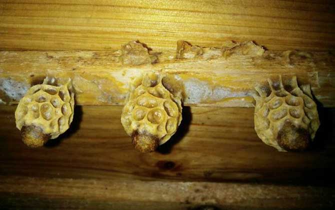 自然王臺(tái)封蓋幾天出王? 王臺(tái)