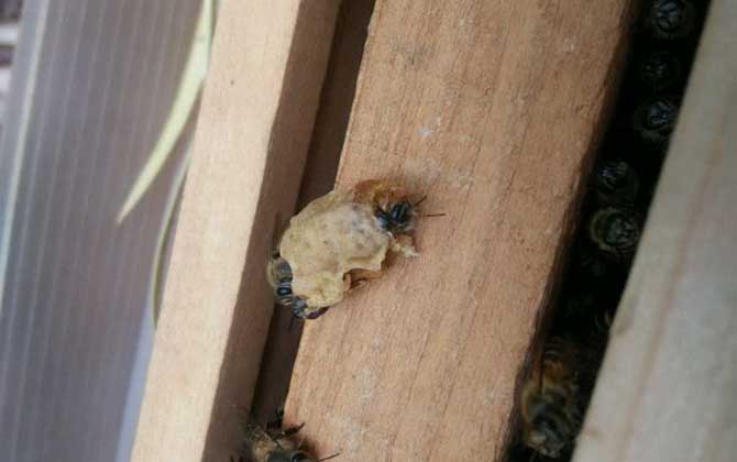 自然王臺(tái)封蓋幾天出王? 王臺(tái)