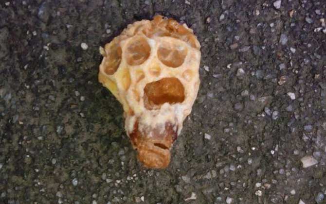 自然王臺(tái)封蓋幾天出王? 王臺(tái)