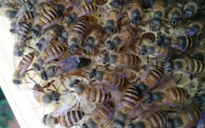 新蜂王怎樣放進(jìn)蜂群中? 蜂王