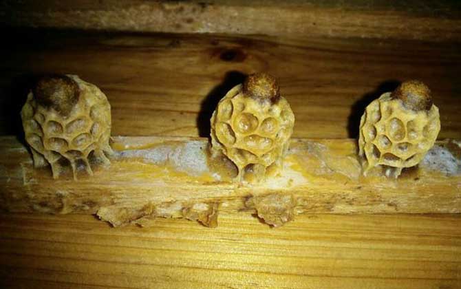 介入王臺(tái)的最佳時(shí)間 王臺(tái)