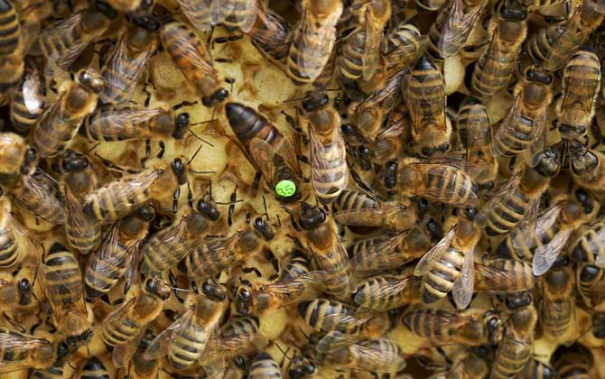 蜂王一般多少錢一只? 蜂王