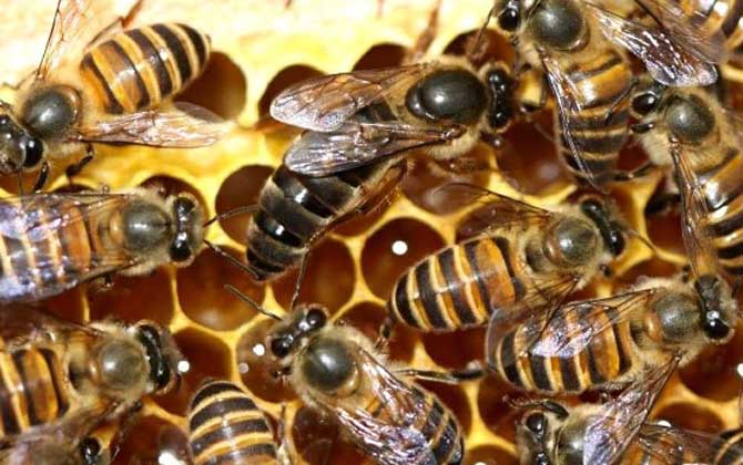 網上買的蜂王怎么介入蜂群? 介王