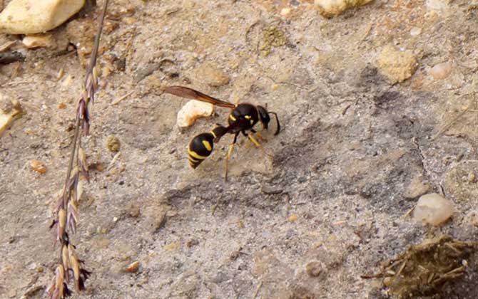 人工養(yǎng)殖馬蜂喂什么食物? 馬蜂