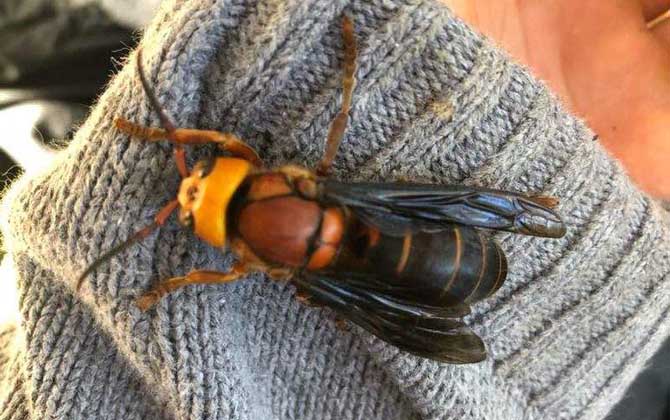 紅娘胡蜂的毒性強嗎? 紅娘胡蜂