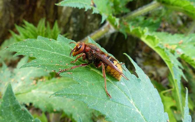 牛角蜂(大胡蜂)的毒性大嗎? 牛角蜂