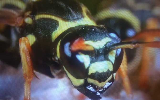 怎么才能徹底趕走馬蜂? 馬蜂