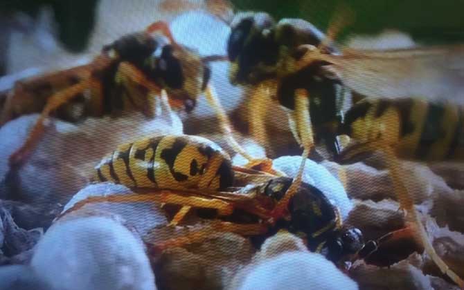 怎么才能徹底趕走馬蜂? 馬蜂