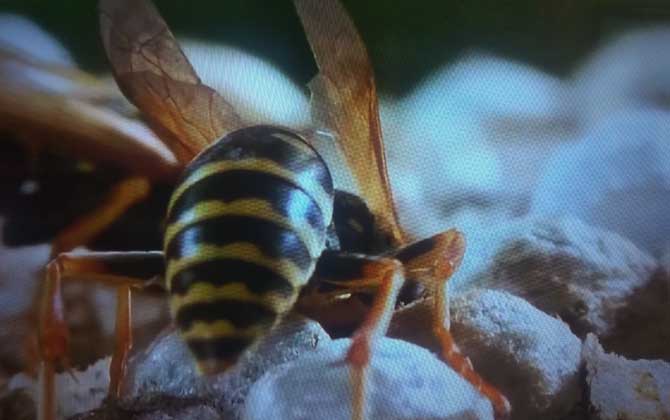 怎么才能徹底趕走馬蜂? 馬蜂