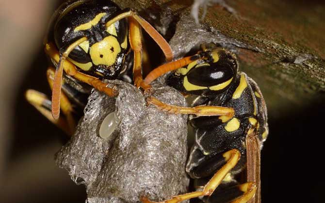 被馬蜂蟄了怎么處理才好? 馬蜂