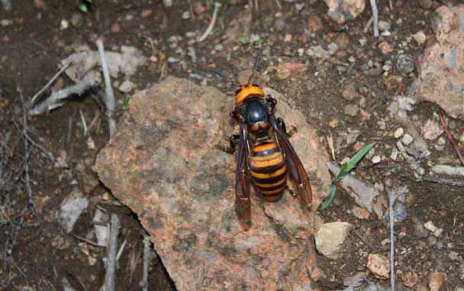 日本大黃蜂的毒性強嗎? 日本大黃蜂