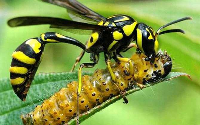 細腰蜂是益蟲還是害蟲? 細腰蜂