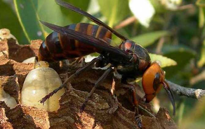 人頭蜂真的能蟄死人嗎? 人頭蜂