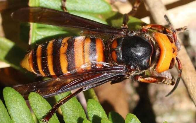 人頭蜂真的能蟄死人嗎? 人頭蜂