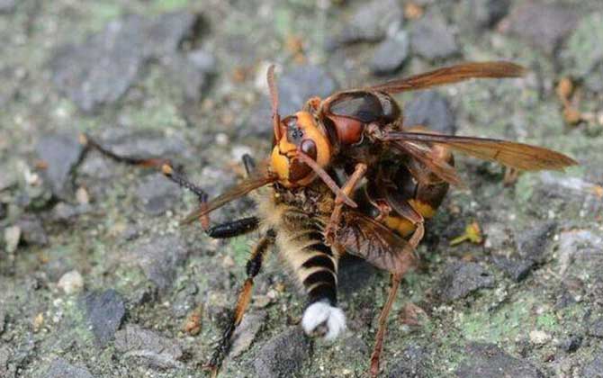 被金環胡蜂蟄了怎么辦? 金環胡蜂