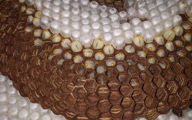 養胡蜂(馬蜂)真的賺錢嗎? 養胡蜂