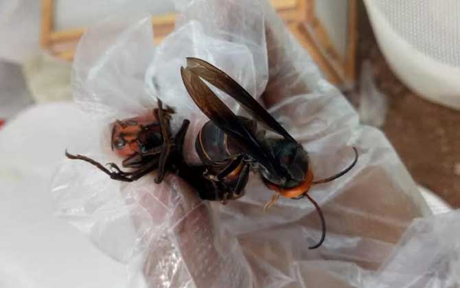 養胡蜂(馬蜂)真的賺錢嗎? 養胡蜂