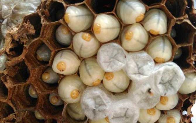 養胡蜂(馬蜂)真的賺錢嗎? 養胡蜂