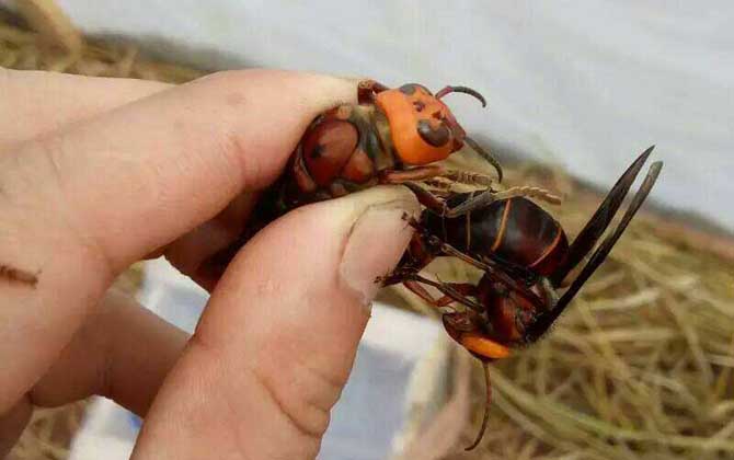 胡蜂(馬蜂)養殖風險高嗎? 胡蜂養殖