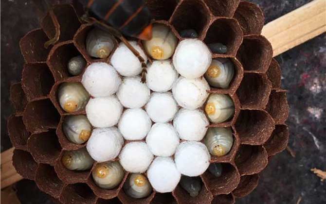 胡蜂(馬蜂)養殖風險高嗎? 胡蜂養殖