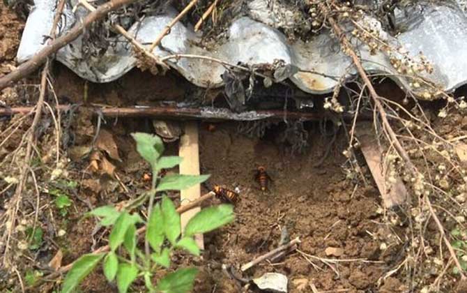 胡蜂(馬蜂)養殖技術及注意事項 胡蜂養殖