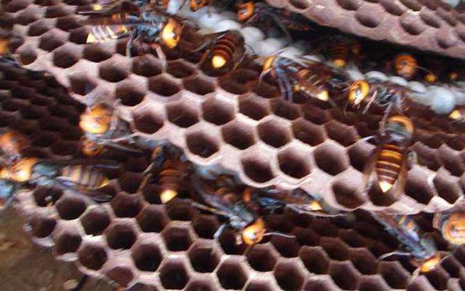 胡蜂(馬蜂)養殖技術及注意事項 胡蜂養殖