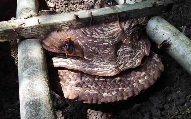 胡蜂(馬蜂)養殖技術及注意事項 胡蜂養殖