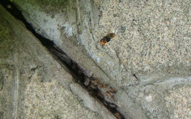 黑絨胡蜂真的能蟄死人嗎? 黑絨胡蜂