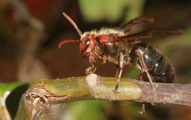 黑絨胡蜂真的能蟄死人嗎? 黑絨胡蜂