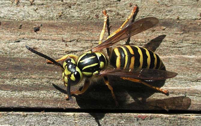 養胡蜂有什么經濟價值? 胡蜂