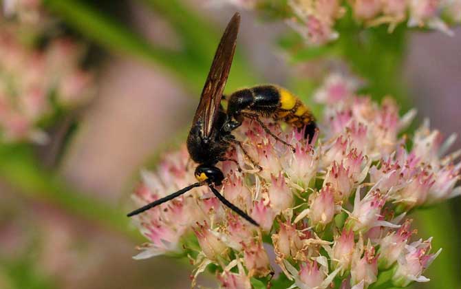 胡蜂養殖場地怎么選擇? 胡蜂養殖