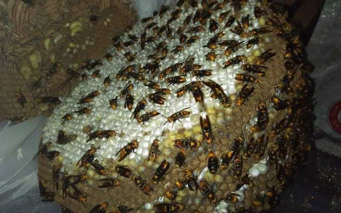 馬蜂的蜂窩里有蜂蜜嗎? 馬蜂