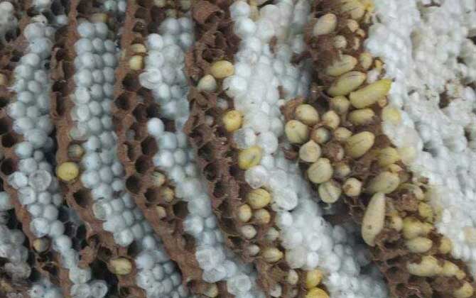 馬蜂的蜂窩里有蜂蜜嗎? 馬蜂