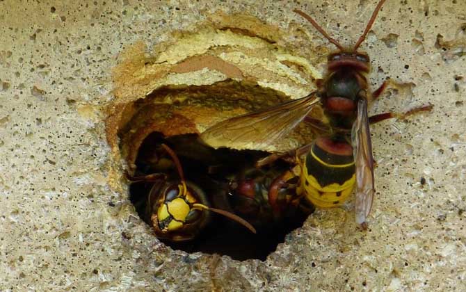 胡蜂什么時候幼蟲最多? 胡蜂