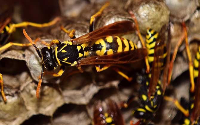 胡蜂養殖虧慘了是什么原因? 胡蜂