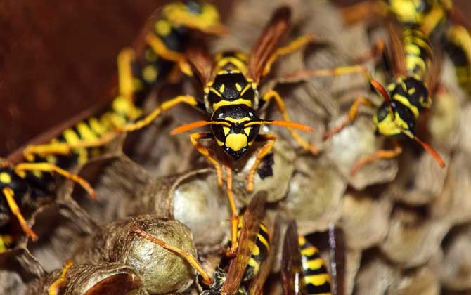胡蜂養殖虧慘了是什么原因? 胡蜂