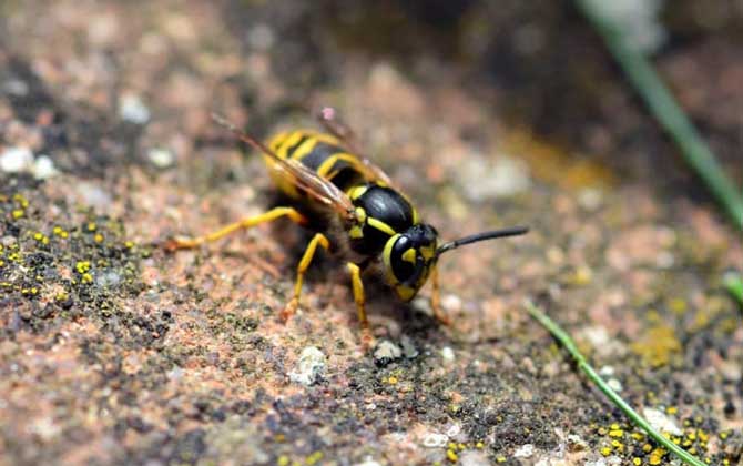 被馬蜂蟄了要觀察多久? 馬蜂